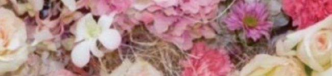 ★ANNIN★'s header image