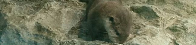 カワウソ大好き's header image