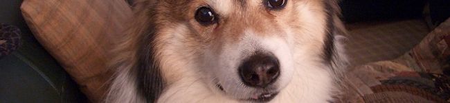 dimbula121's header image