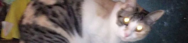 クックC29YYT☆'s header image