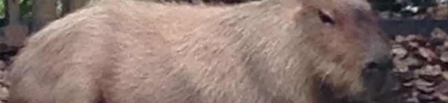ニコニコ食べよう's header image