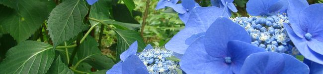 motoyoko's header image