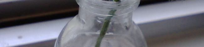 frogriver's header image