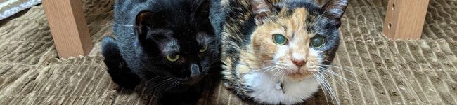 萌葱ねこ's header image