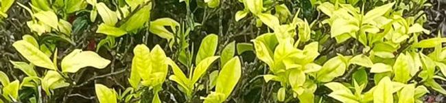myfoodkl's header image