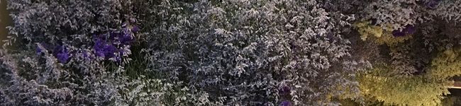 ごごちゃ's header image