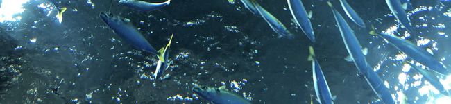 monmon01's header image