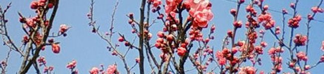 yukimamo's header image
