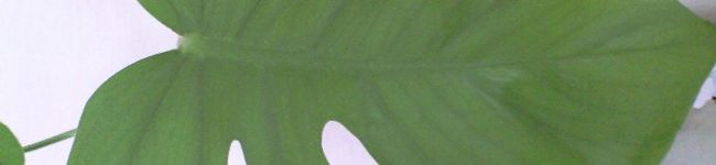 mantamama's header image