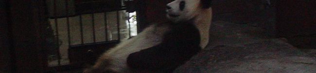 Maple　Leef's header image