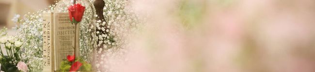 ほにゃん☆'s header image