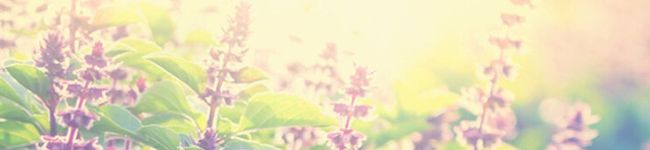 かのん２９'s header image