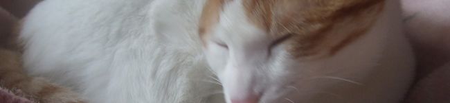 *ぁんみつ*'s header image