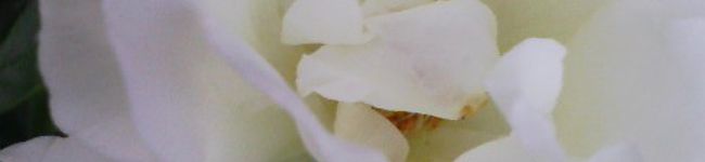 Mole　's header image