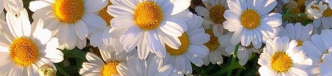 Ellysktchn's header image