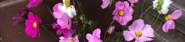 クックさち♡'s header image