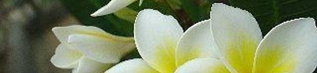 Mahalooooo's header image