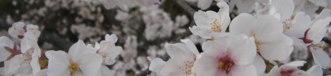 にーたりん's header image