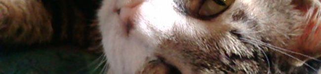 raichoo's header image
