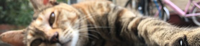 クラウザ's header image