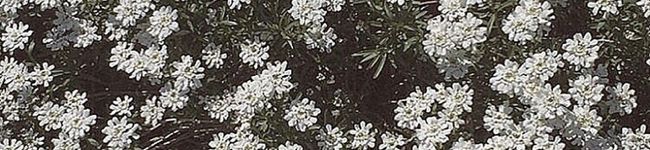 ぴくもも's header image