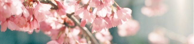 missぴぎぃ's header image
