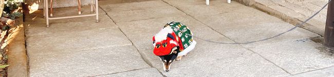 まさむねママさん's header image
