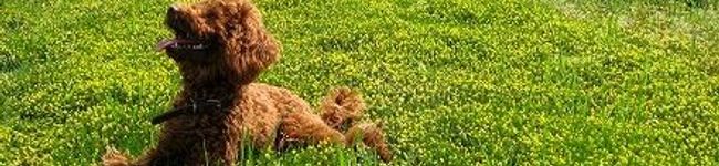 ♥bambi♥'s header image