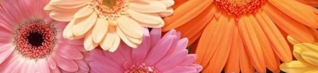 minmin325's header image