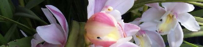 おでーんくん's header image