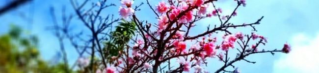 tsukapom's header image