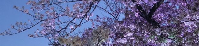 yum1ko♪'s header image