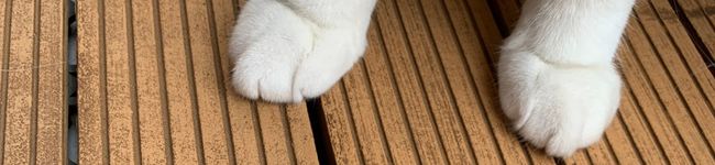 猫好きなひと's header image