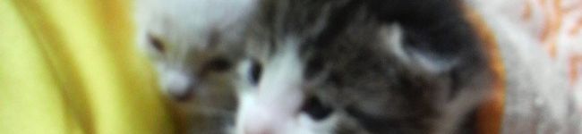 ﾐﾎﾟﾎﾟﾝ's header image
