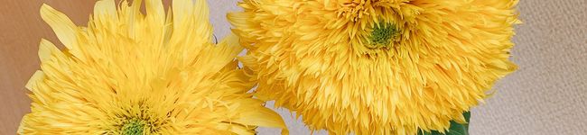 22さいのキッチン's header image