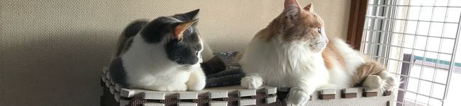 サクサクパンダ☆'s header image