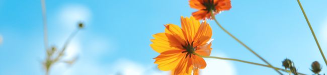 andanteaki's header image