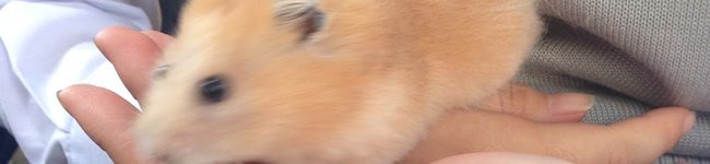 96親父's header image