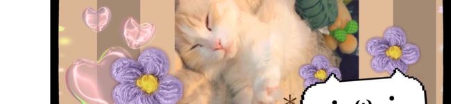 ＊ねこるぅん＊'s header image