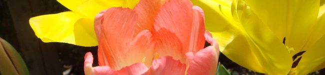 ちゅ－ぴぃ's header image