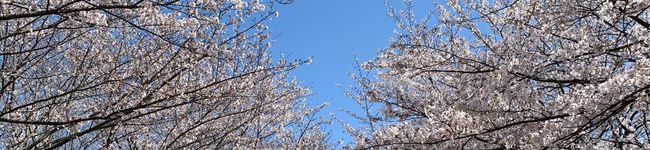 あーこパパ's header image
