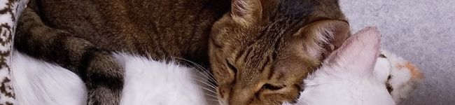 クックTAYFE4☆'s header image