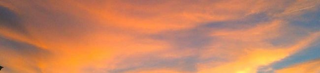 apricotty's header image