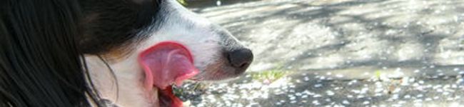 sora＊uzura's header image