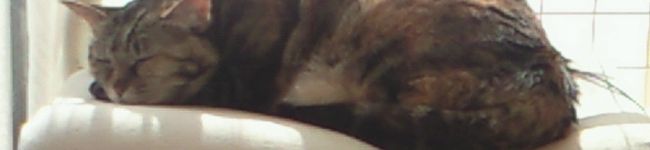 mafinat's header image