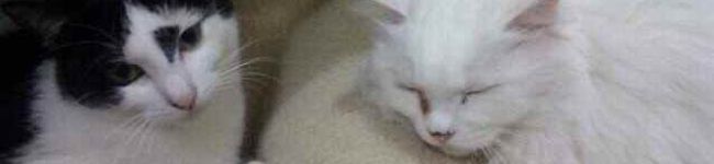 axico's header image