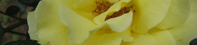 マロチャンのママ's header image