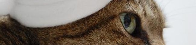 dericco's header image