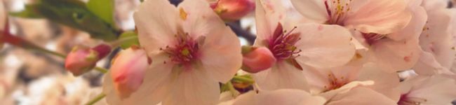 soraeb_168's header image