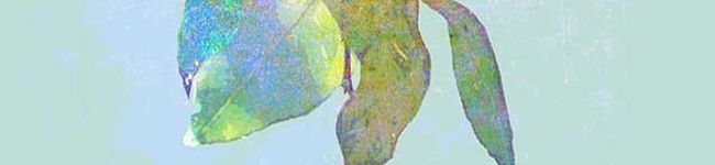 MANAZUKU's header image